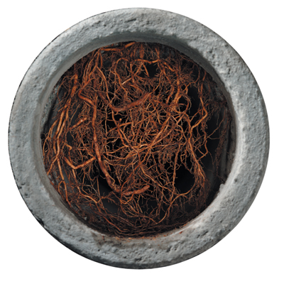 Killing roots 2024 in drains